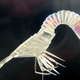Illustration for article titled The ultimate New Years Eve party favor: the bendy-straw shrimp!
